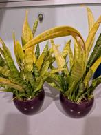 Gratis! Planten vrouwentong inclusief potten, Tuin en Terras, Planten | Tuinplanten, Volle zon, Vaste plant, Bloeit niet, Ophalen