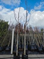 Noten boom Junglans Regia, Tuin en Terras, Planten | Bomen, Ophalen, Volle zon, Overige soorten