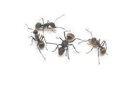 Polyrhachis dives gyne + 20-30 werksters en broed, Mieren