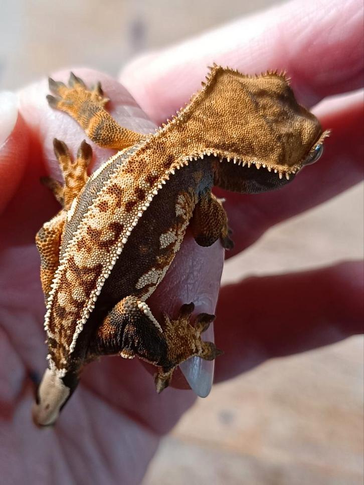 Wimpergekko nakweek 2025 tricolor Crested Gecko - unknown for sale from Sabrina