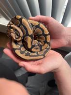 Ballpython man, Dieren en Toebehoren, Slang, 0 tot 2 jaar