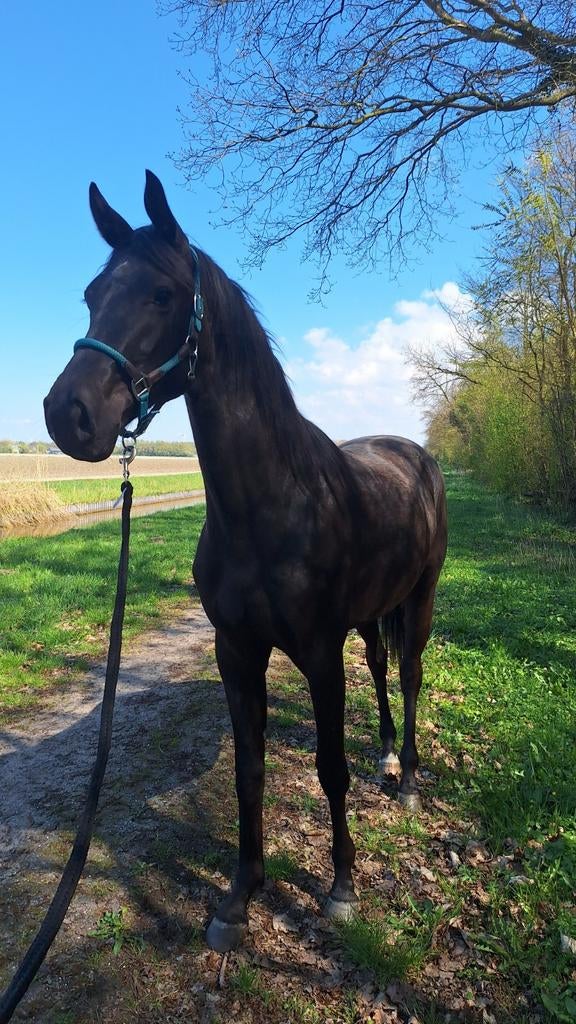 Plekje gezocht voor 2 jarige merrie, 1 paard of pony