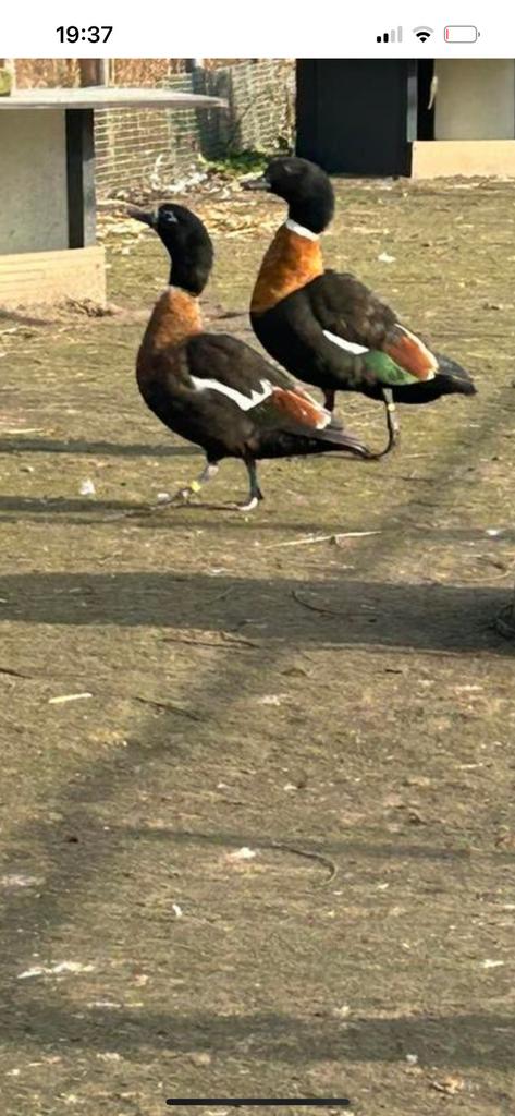 Gevraagd aus casarcas, Meerdere dieren, Gans of Zwaan