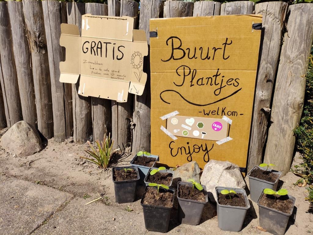 Gratis zonnebloemen, Ophalen, Volle zon