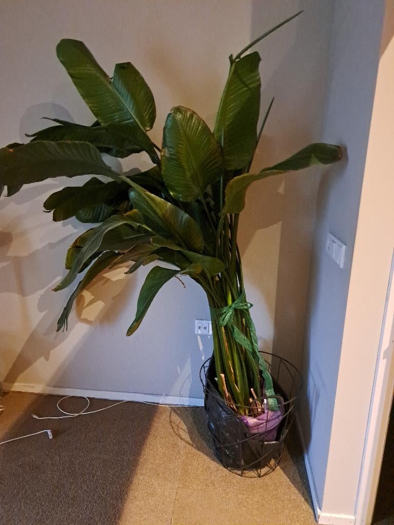 Strelizia plant, Huis en Inrichting, Kamerplanten, Ophalen, 100 tot 150 cm, Overige soorten, Halfschaduw