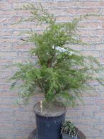Bonsai: Hemlock-spar, Ophalen, Bloeit niet, Halfschaduw, Overige soorten