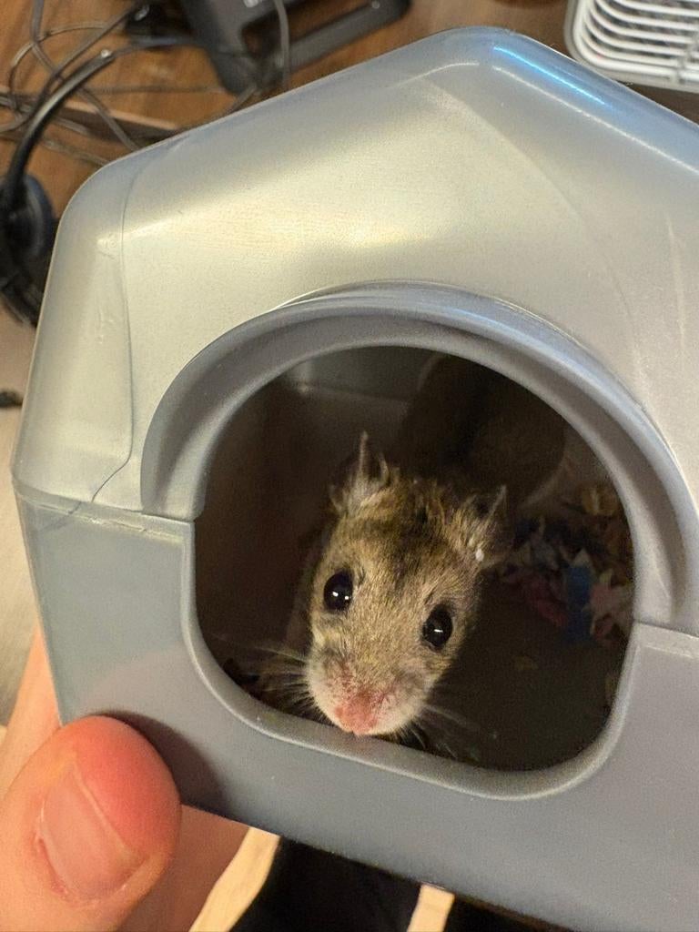 Lieve hamster inclusief toebehoren en voer, Dieren en Toebehoren, Knaagdieren, Februari, Vrouwelijk, Hamster