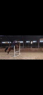 Zeer getalenteerde ruin dressuur en springen, Springpaard, 175 cm of meer, Met stamboom, Ruin