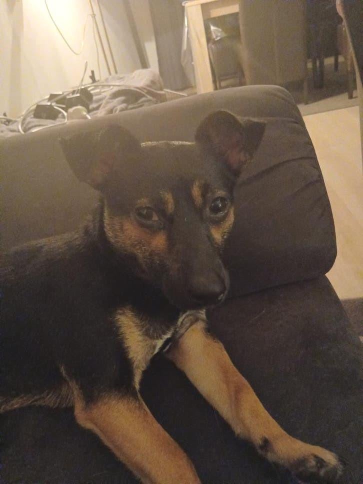 Yoep zoekt  baas zonder kinderen of huisdieren, Dieren en Toebehoren, Honden | Jack Russells en Terriërs, Jack Russell Terriër