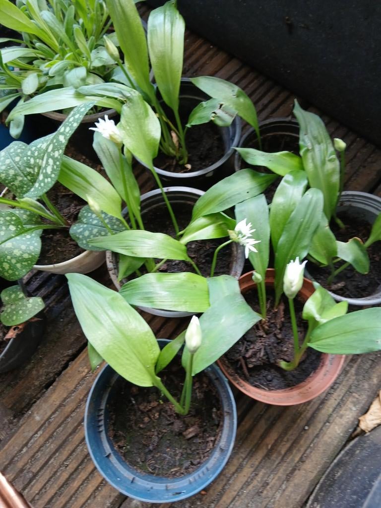 Daslook, Ophalen, Halfschaduw, Lente, Groenteplanten