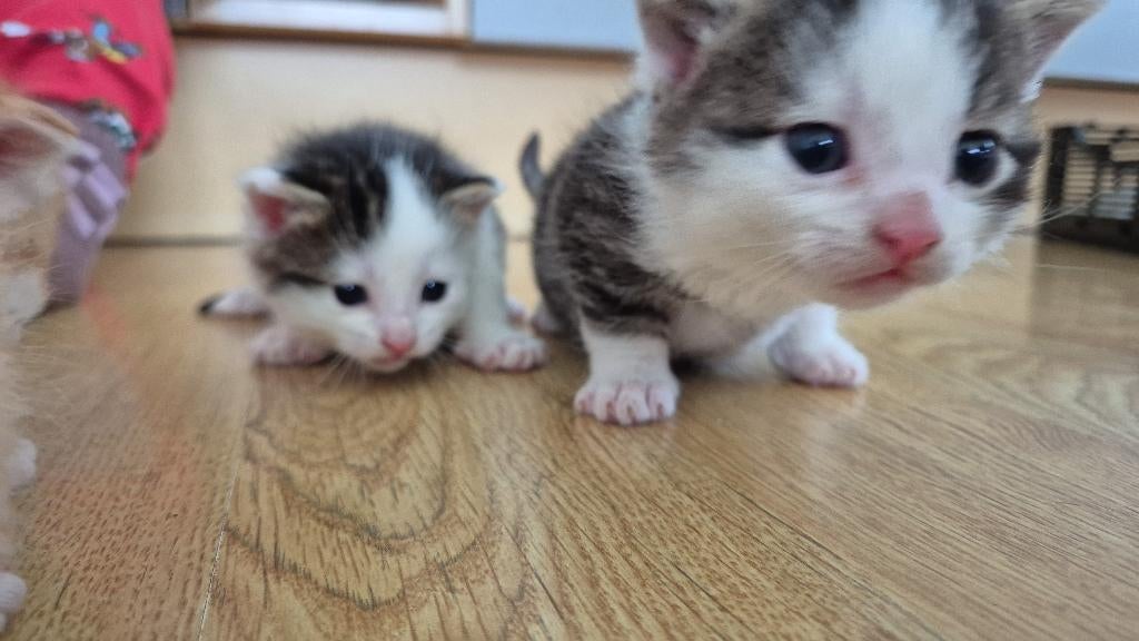 Lieve Boerderij Kittens, Dieren en Toebehoren, Katten en Kittens | Overige Katten, Meerdere dieren, Kortharig, 0 tot 2 jaar
