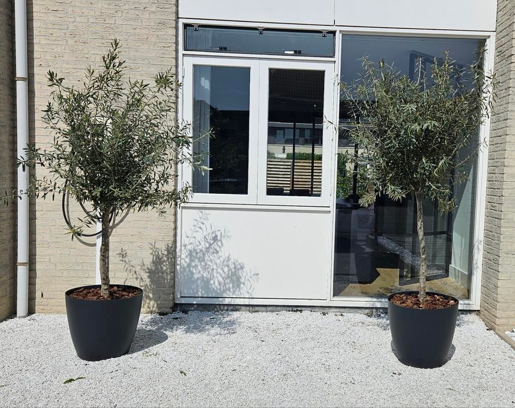 2 Olijfbomen in pot, zgan, ruim 2 meter hoog, Ophalen, Overige soorten, Volle zon