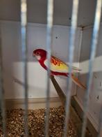 Rubino rosella pop, Dieren en Toebehoren, Vogels | Parkieten en Papegaaien, Vrouwelijk, Parkiet, Geringd