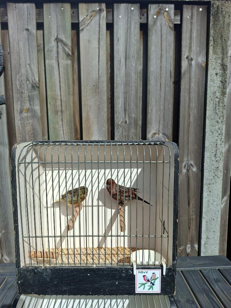 koppel kanaries, Meerdere dieren, Kleurkanarie