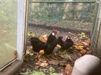 Trio javakriel krielkippen java kriel kipjes kleur zwart, Dieren en Toebehoren, Pluimvee, Meerdere dieren, Kip