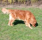 golden retriever, Dieren en Toebehoren, Honden | Retrievers, Spaniëls en Waterhonden, België, Particulier, 1 tot 2 jaar, Teef