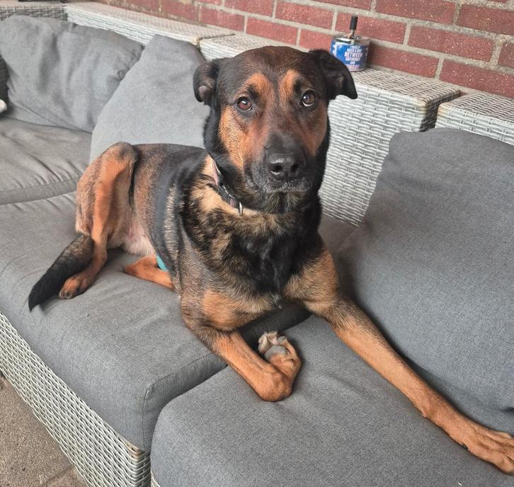 Mechelseherder/ rotweiler Lili, Dieren en Toebehoren, Honden | Niet-rashonden, Groot, Teef, Particulier, Eén hond, Nederland, 3 tot 5 jaar