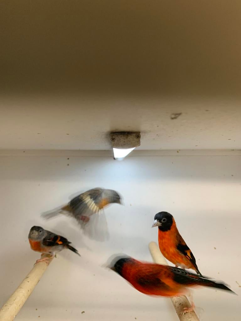 kapoetsen sijsjes, Dieren en Toebehoren, Meerdere dieren