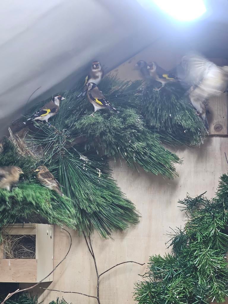 Kolonie bloemputters en andere vogels tekoop ivm stoppen, Dieren en Toebehoren, Vogels | Overige Vogels, Vrouwelijk, Wildzangvogel