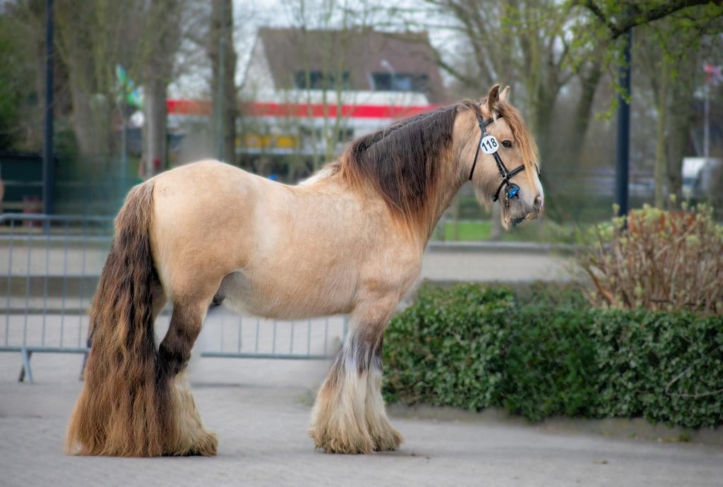 Ter Dekking: Tinker/Irish Cob hengsten, Hengst