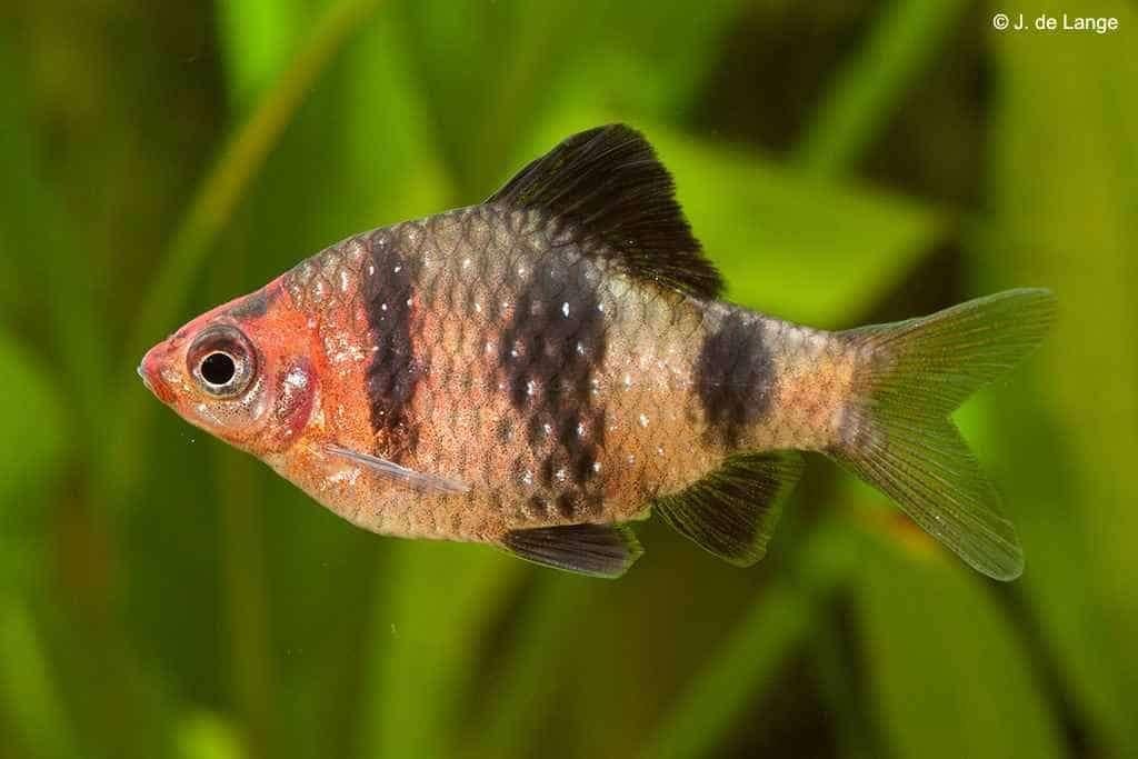 6x barbelen gaan samen weg scholevis 5cm te koop, Dieren en Toebehoren, Vissen | Aquariumvissen, Vis, Zoetwatervis, Schoolvis