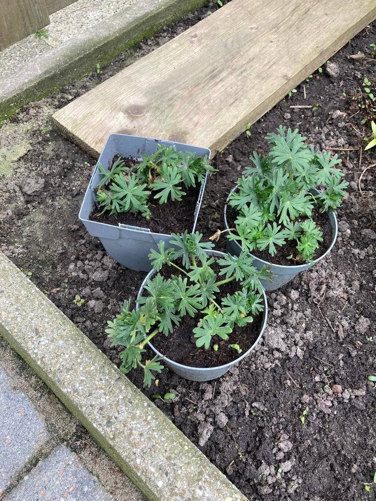 Stekken witte tuingeranium, Tuin en Terras, Planten | Tuinplanten, Ophalen, Overige soorten, Volle zon