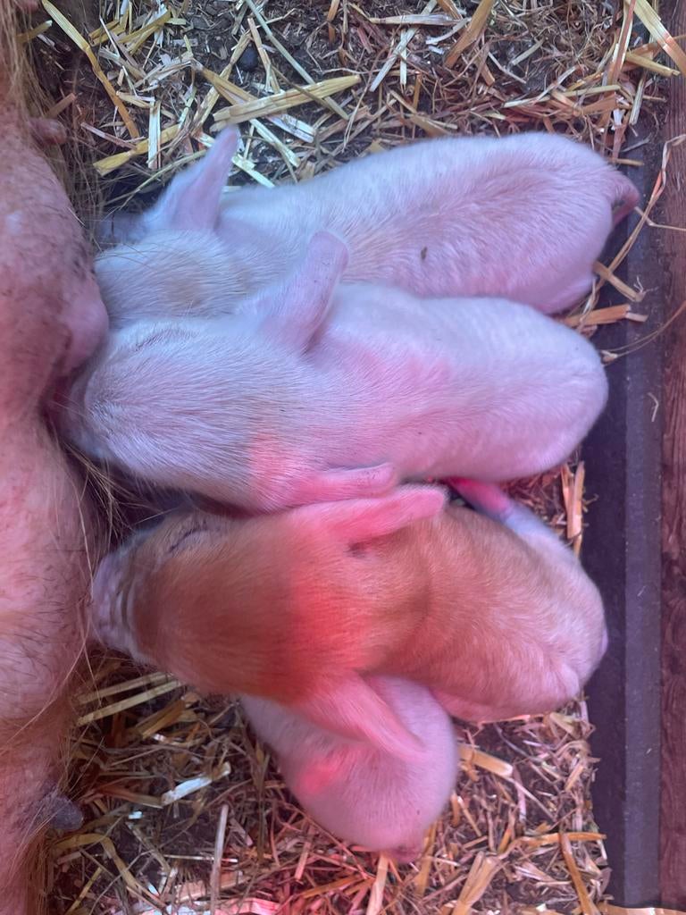 Te koop kune kune biggen, varkens biggetjes, Dieren en Toebehoren, Meerdere dieren, Varken, 0 tot 2 jaar