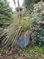 Prachtige bloempot met pampasgras, Ophalen, Overige materialen, Gebruikt, 40 cm of meer