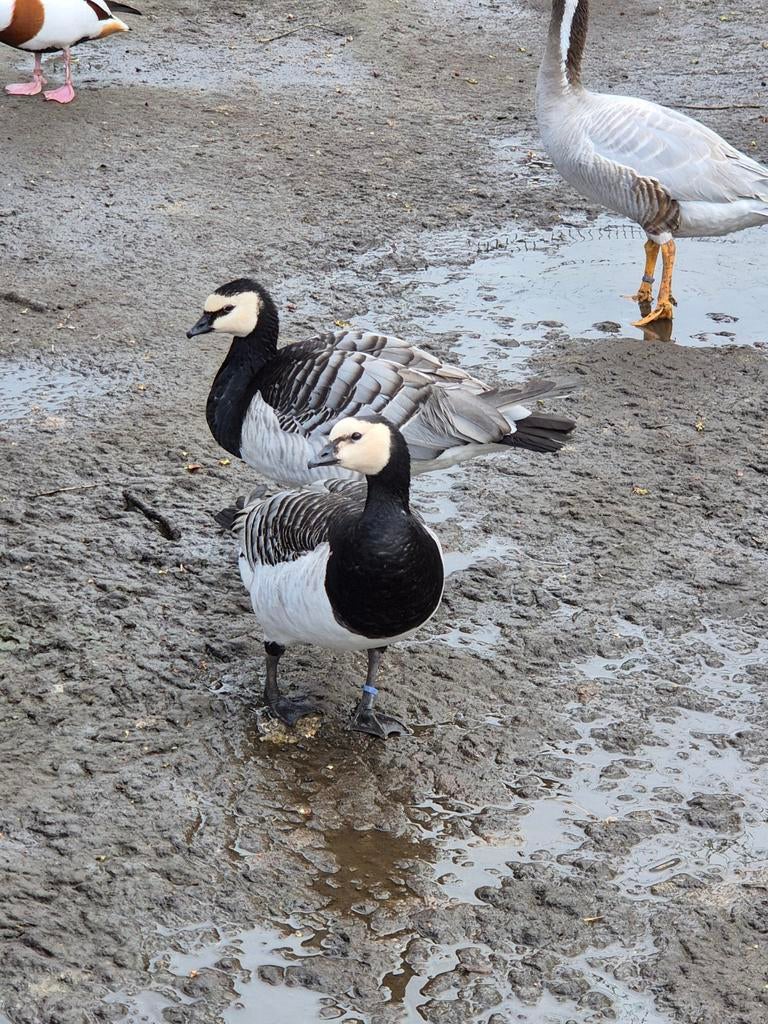 Trio brandganzen van 2023, Dieren en Toebehoren, Meerdere dieren, Gans of Zwaan
