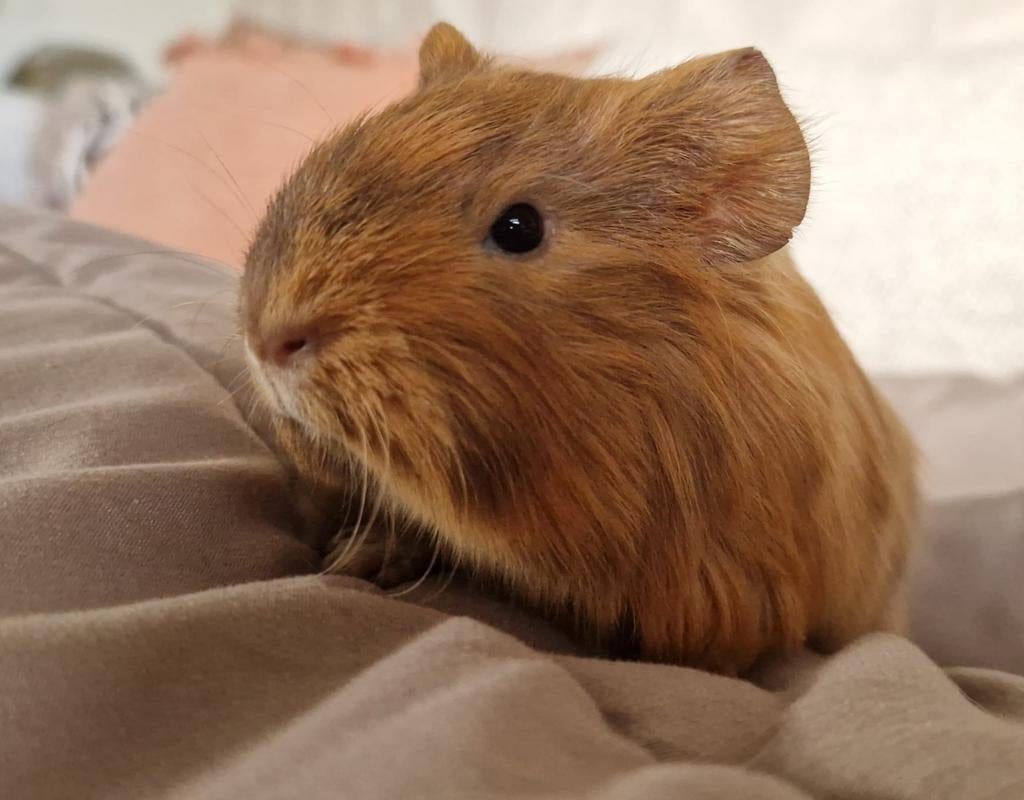 Super lief en makkelijk cavia beertje, Cavia, Februari, Mannelijk, Tam