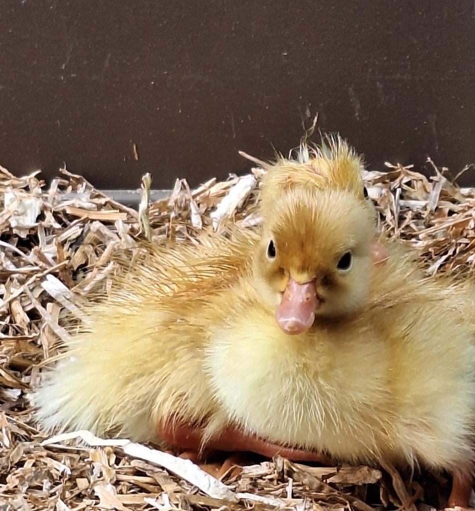 Witte Indische loopeend pulletjes/kuikens te koop., Dieren en Toebehoren, Pluimvee, Geslacht onbekend, Eend