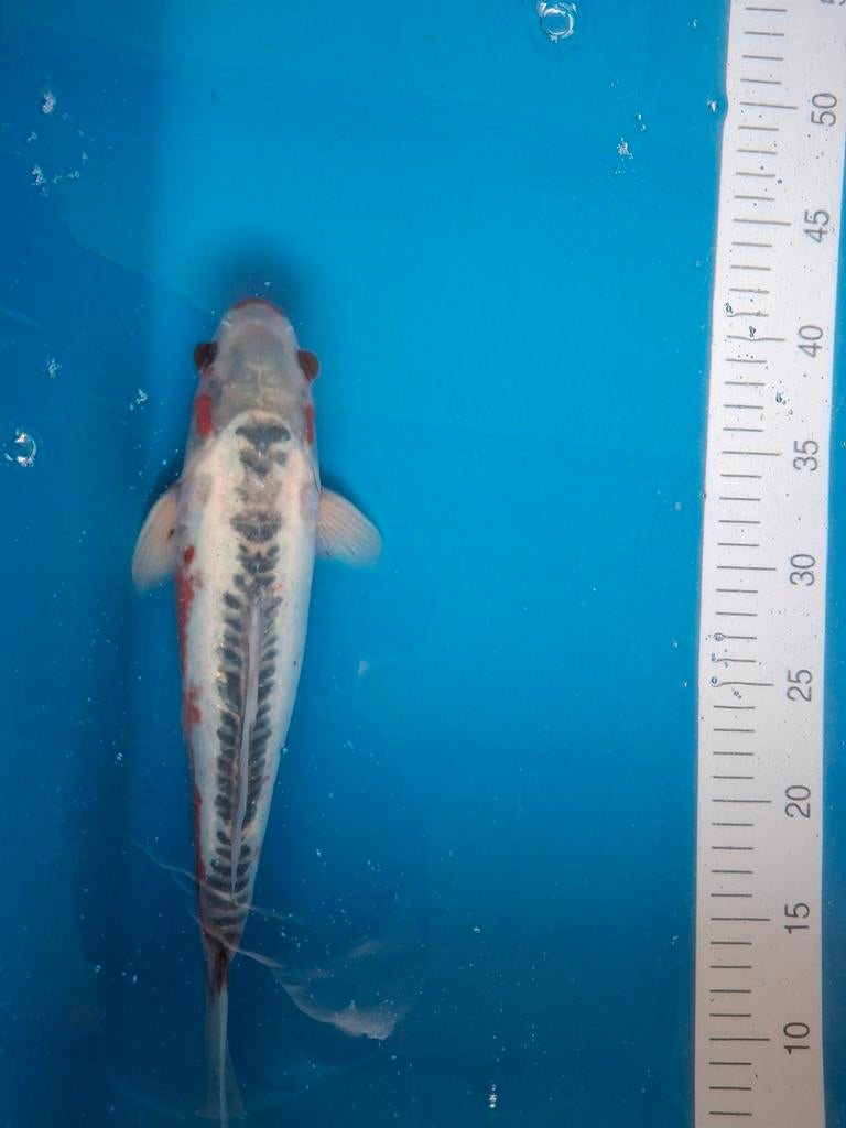 Koi Doitsu Sanke 35 cm., Karper of Koi
