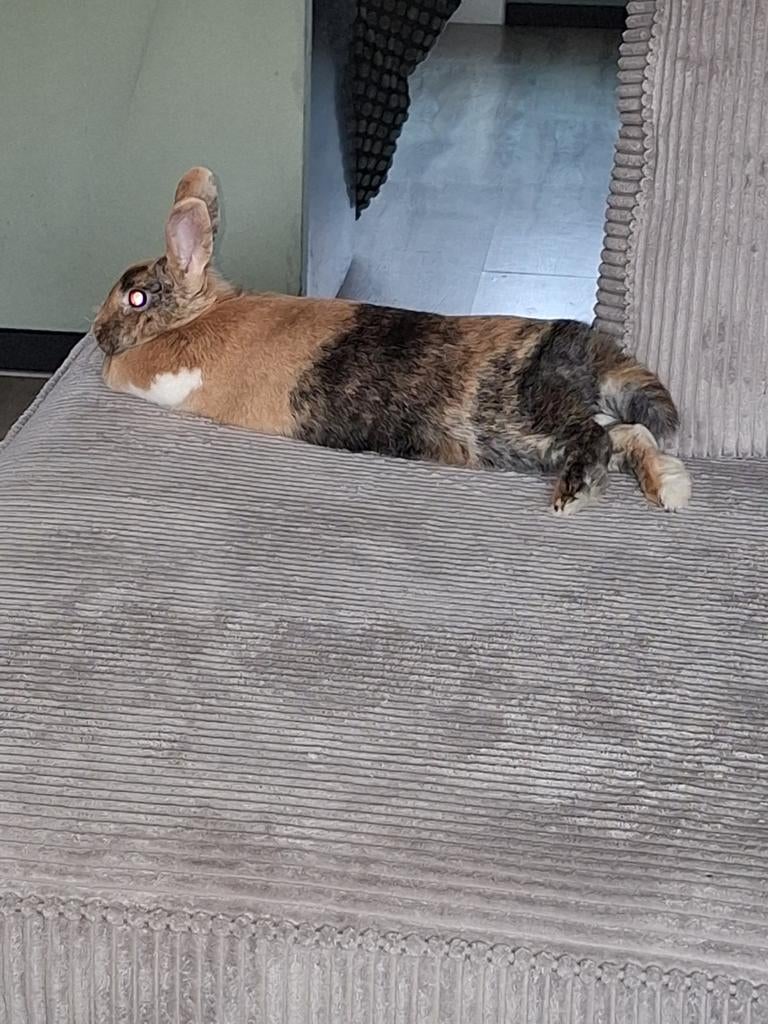 2 konijntjes, Dieren en Toebehoren, Konijnen, Meerdere dieren