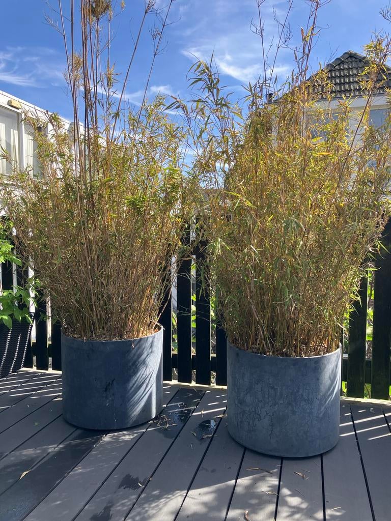 Bamboe in verrijdbare bloembakken (50x40 cm), Tuin en Terras, Ophalen, Overige materialen, Gebruikt, Balkon
