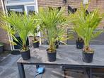 Chamaerops Humilis - Winterharde Dwergpalm, Overige soorten, Volle zon, Vaste plant, Ophalen of Verzenden