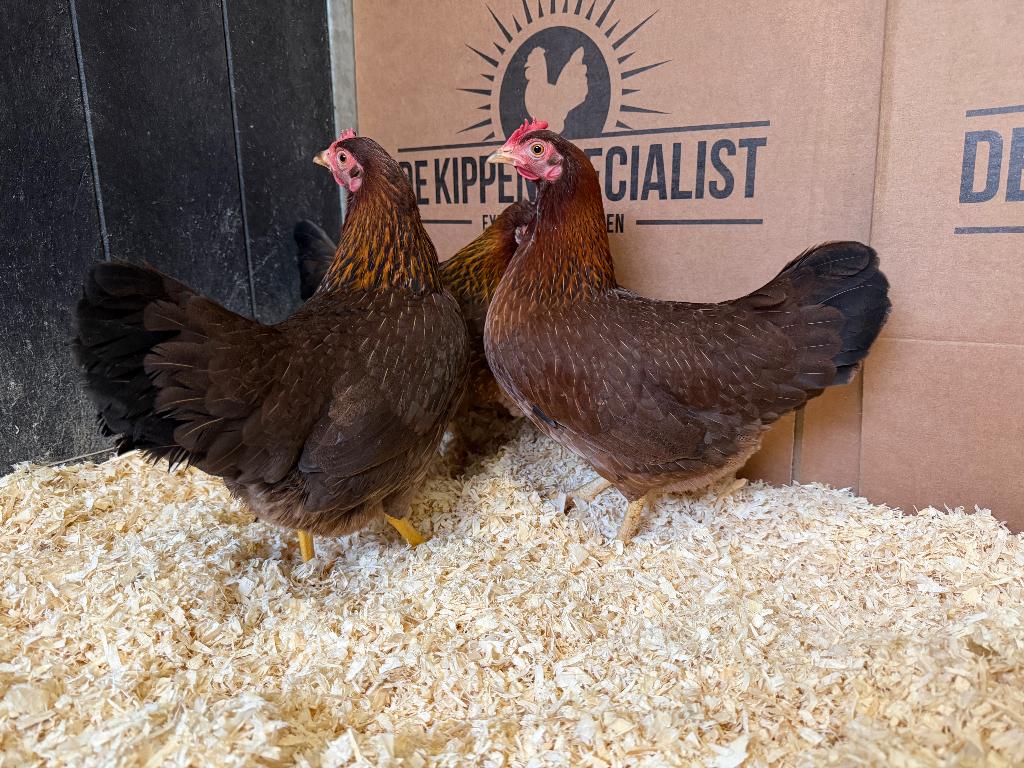 Jonge tamme Welsumer kriel kippen gesekst & ingeënt, Dieren en Toebehoren, Pluimvee, Vrouwelijk, Kip