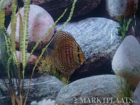 Brilliant Turquise Discus – ca. 8 cm - Koidream Valburg, Vis, Zoetwatervis