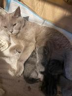 Britse korthaar kittens., Dieren en Toebehoren, Katten en Kittens | Overige Katten, Kater, Kortharig, 0 tot 2 jaar
