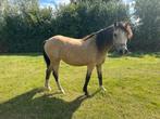 Verzorgpony’s aangeboden, Dieren en Toebehoren, Paarden en Pony's | Overige Paardenspullen, Ophalen, Zo goed als nieuw, Springen