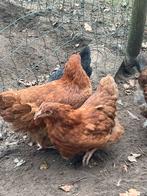 Orpington groot hennen, Dieren en Toebehoren, Pluimvee, Vrouwelijk, Kip