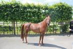 Lieve arabier met goed stamboek, Dieren en Toebehoren, Pony's, E pony (1.48m - 1.57m), Gechipt, Ruin, Zadelmak