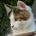 Milo, een lief langharig, Noorse Boskat kitten te koop♡, Dieren en Toebehoren, Meerdere dieren, Ontwormd, 0 tot 2 jaar