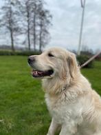 Golden Retriever dek reu. (Olly), Dieren en Toebehoren, Reu, CDV (hondenziekte), 1 tot 2 jaar, Meerdere