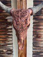 Echte Buffelschedel uit Indonesië, Ophalen