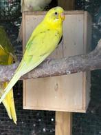 Jonge grasparkieten, Dieren en Toebehoren, Vogels | Parkieten en Papegaaien, Meerdere dieren, Parkiet