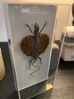Vliegend draakje // Taxidermie, Antiek en Kunst, Ophalen of Verzenden