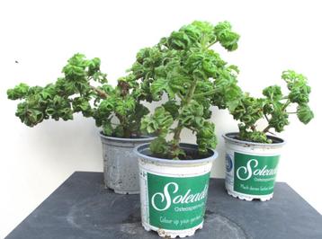 5 Citroengeranium Pelargonium Graveolens Bontrosai Stekken beschikbaar voor biedingen