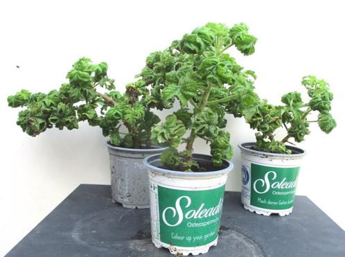 5 Citroengeranium Pelargonium Graveolens Bontrosai Stekken, Huis en Inrichting, Kamerplanten, Overige soorten, Minder dan 100 cm