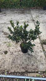 Ilex Blue Prince Haagplant - Wintergroen & Potgekweekt, Tuin en Terras, Planten | Tuinplanten, Vaste plant, Bloeit niet, Halfschaduw
