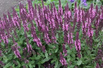 salvia nemerosa deep roze, vaste plant, bodembedekker beschikbaar voor biedingen